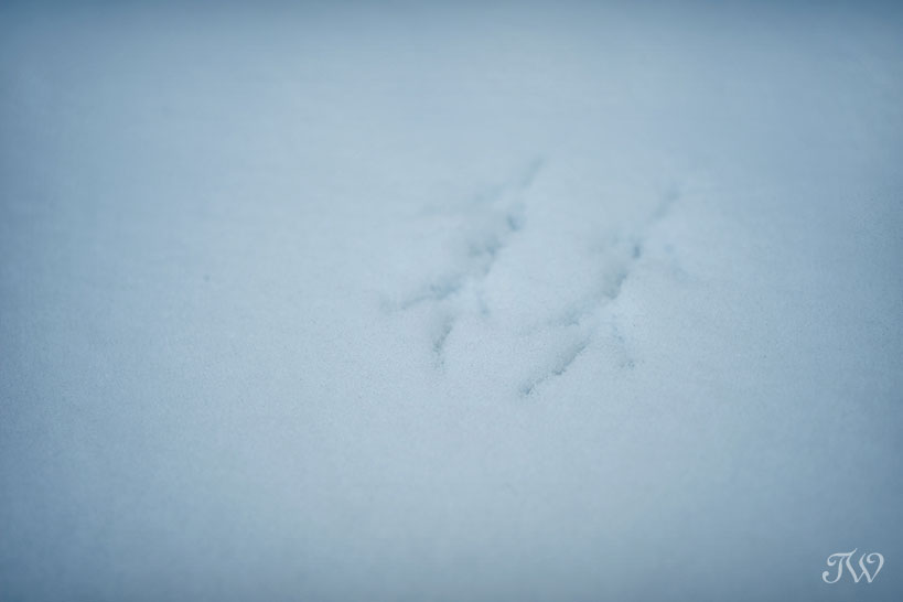 bird_print_in_snow_01