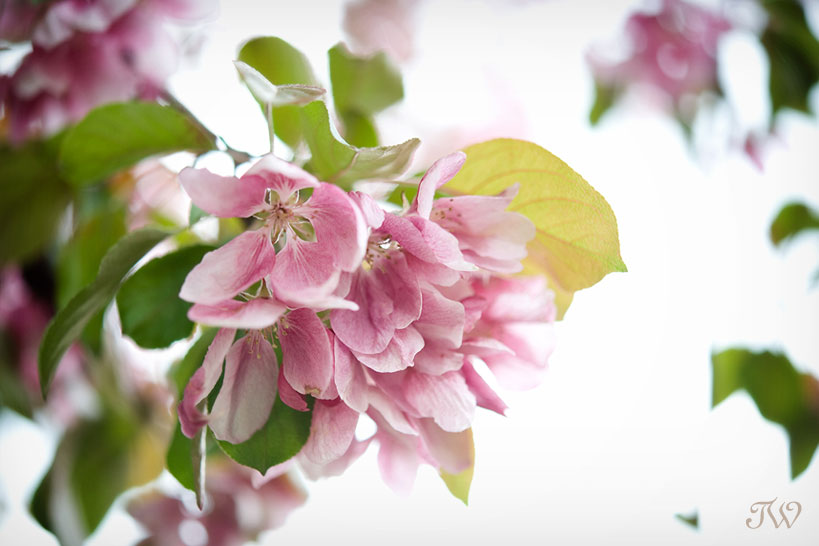 cherry_blossoms_tara_whittaker_photography_02