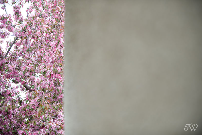 cherry_blossoms_tara_whittaker_photography_03