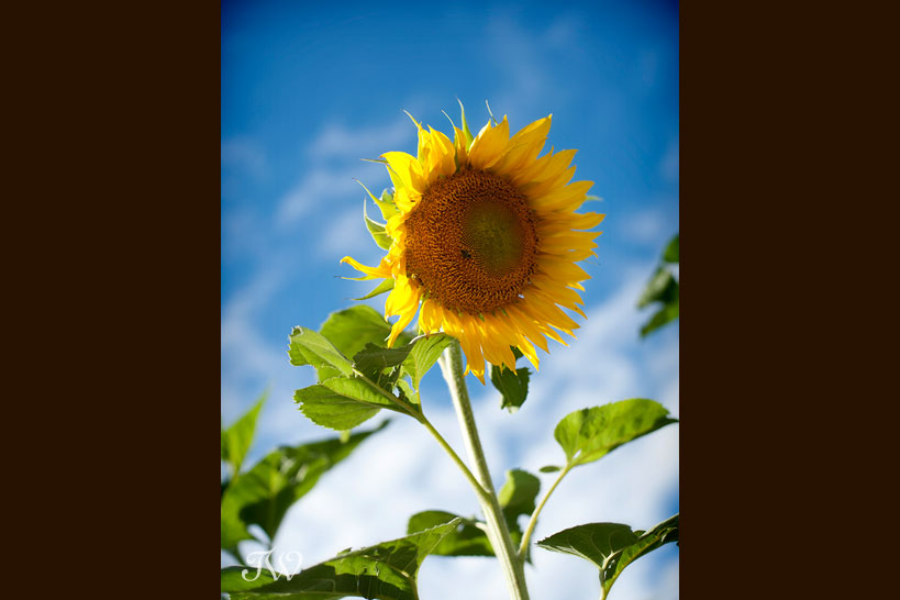 guerilla_gardening_sunflowers