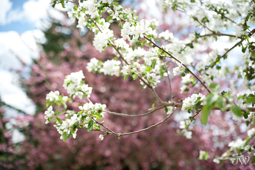 apple-blossoms-Tara-Whittaker-Photography-02
