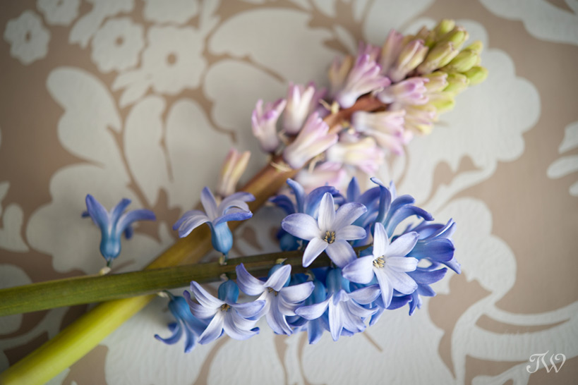 spring-wedding-flowers-tara-whittaker-photography-02
