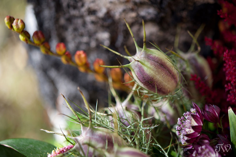 Nigella Pods fall flowers captured by Tara Whittaker Photography